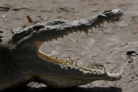 Một con cá sấu lớn bên bờ sông Tarcoles - nơi cư trú của một trong những quần thể cá sấu lớn nhất thế giới - ở Tarcoles, tỉnh Puntarenas (Costa Rica), tháng7/2019. (Nguồn: Reuters/Ảnh chụp màn hình)
