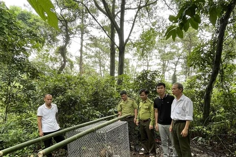 Hạt Kiểm lâm huyện Tam Dương, tỉnh Vĩnh Phúc cùng Ban Quản lý Rừng Quốc gia Tam Đảo tổ chức thả cá thể khỉ đuôi lợn về môi trường rừng tự nhiên. (Ảnh: TTXVN phát)