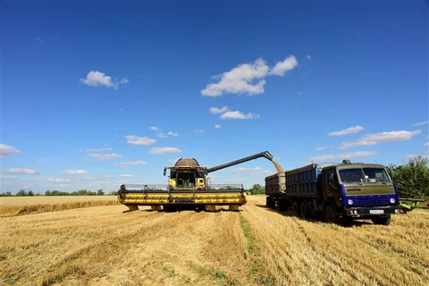 Nông dân thu hoạch lúa mỳ gần Melitopol, vùng Zaporizhzhia (Ukraine). (Ảnh: AFP/TTXVN)
