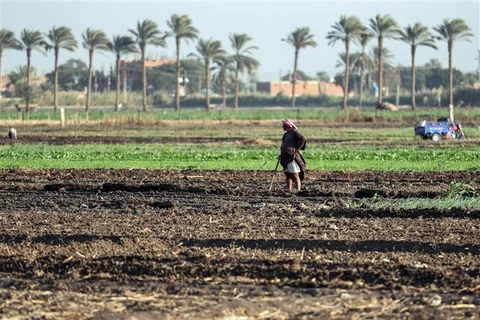 Nông dân trên cánh đồng ở tỉnh Assiut của Ai Cập - quốc gia châu Phi đối mặt với tình trạng khan hiếm nước nghiêm trọng, với mức thâm hụt khoảng 21 tỷ m3 mỗi năm. (Ảnh: AFP/TTXVN)