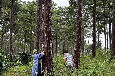 Ủy ban Nhân dân huyện Bảo Lâm (Lâm Đồng) đã chỉ đạo các xã, thị trấn thành lập Đội Tuần tra, Kiểm tra quản lý, bảo vệ rừng. (Ảnh: Nguyễn Dũng/TTXVN)