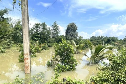 Mưa lớn trong nhiều ngày qua gây ra hiện tượng ngập lụt cục bộ ở một số khu vực vùng trũng thấp của xã Ngọc Định, huyện Định Quán (tỉnh Đồng Nai). (Ảnh: TTXVN phát)