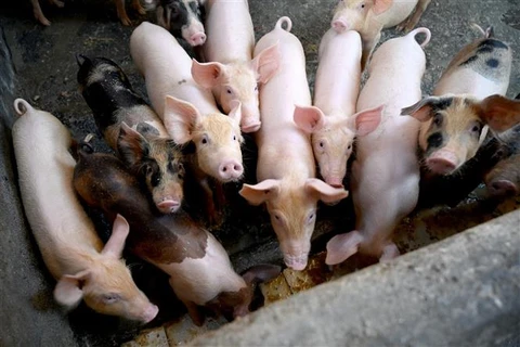 Lợn được nuôi tại trang trại ở Denpasar (Indonesia). (Ảnh: AFP/TTXVN)