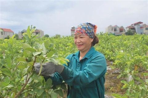 Nông dân xã Hà Long, huyện Hà Trung (Thanh Hoá) kiểm tra tốc độ sinh trưởng của ổi lê. (Ảnh: Nguyễn Nam/TTXVN)