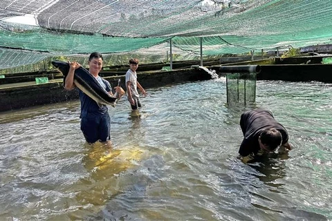 Bể nuôi cá giống của một hộ dân ở huyện Đam Rông với những con cá có thể nặng tới 40-50kg để cung cấp một phần cá giống cho người dân địa phương. (Ảnh: Nguyễn Dũng/TTXVN)