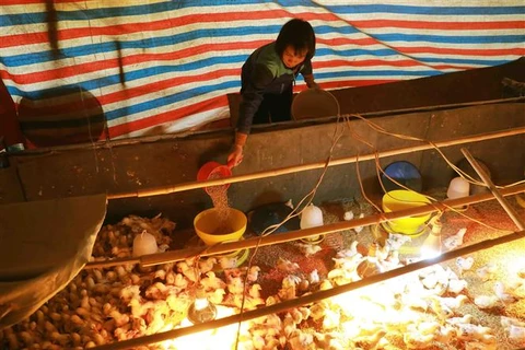 Người dân thôn Phú Xuyên, xã Phú Châu, huyện Ba Vì chăm sóc đàn gà con. (Ảnh minh họa: Vũ Sinh/TTXVN)