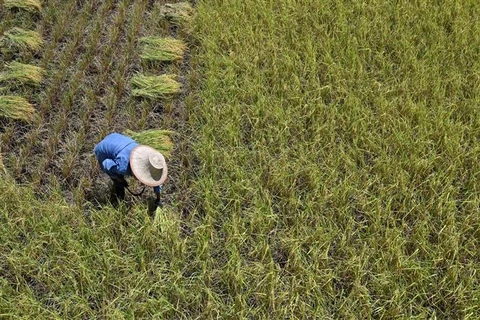 Nông dân gặt lúa trên cánh đồng tại tỉnh Ayutthaya (Thái Lan). (Ảnh: AFP/TTXVN)