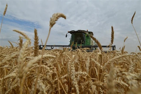 Thu hoạch lúa mỳ trên cánh đồng ở Stavropol (Nga). (Ảnh: AFP/TTXVN)