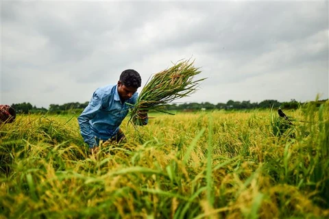 Nông dân thu hoạch lúa trên cánh đồng ở ngoại ô Dhaka (Bangladesh). (Ảnh: AFP/TTXVN)