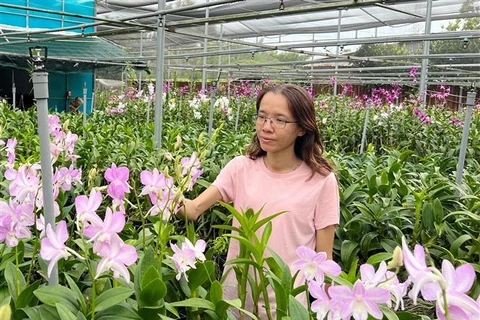 Chị Liêu Thị Kim Phượng kiểm tra sinh trưởng của cây lan. (Ảnh: TTXVN phát)