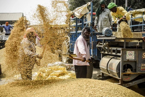 Nông dân tách vỏ trấu khỏi hạt gạo ở Amritsar (Ấn Độ). (Ảnh: AFP/TTXVN)