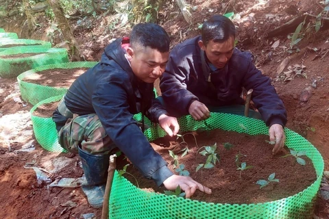 Người dân hộ nghèo tại huyện Tu Mơ Rông trồng sâm giống Ngọc Linh do Thủ tướng Chính phủ Phạm Minh Chính tặng. (Ảnh: Cao Nguyên/TTXVN)