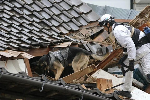 Cảnh sát và chó cứu hộ tìm kiếm nạn nhân trong đống đổ nát của ngôi nhà bị sập sau động đất tại tỉnh Ishikawa (Nhật Bản) ngày 3/1/2024. (Ảnh: Kyodo/TTXVN)