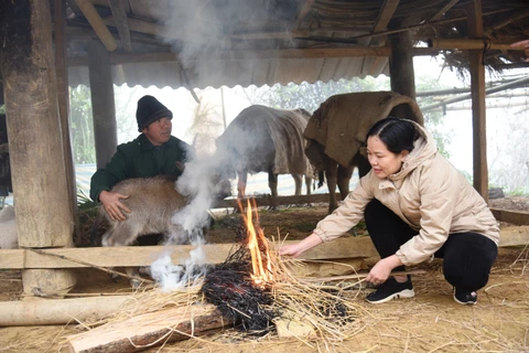 Người dân xã Toả Tình, huyện Tuần Giáo (Điện Biên) che chắn, đắp thêm chăn, đốt lửa giữ ấm cho đàn gia súc. (Ảnh: Phan Quân/TTXVN)