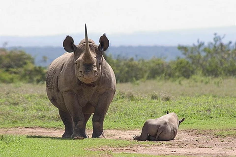 Ảnh minh họa. (Nguồn: Save the Rhino International)