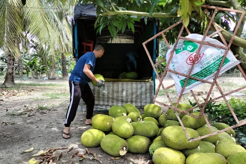 Nông dân phấn khởi vì giá mít Thái tăng mạnh sau Tết Nguyên đán. (Ảnh: TTXVN phát)