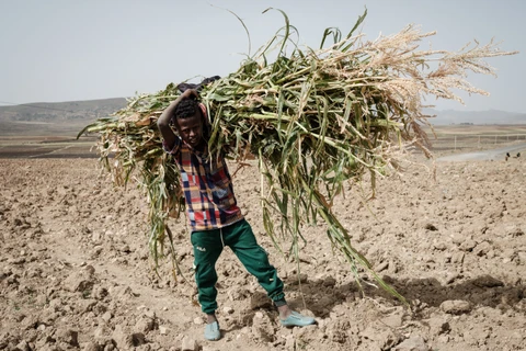Em nhỏ làm việc dưới trời nắng nóng tại Tigray (Ethiopia). (Ảnh: AFP/TTXVN)
