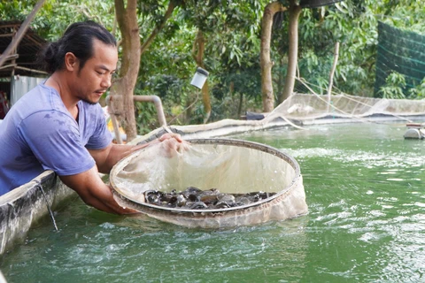 Anh Nguyễn Chí Tâm kiểm tra trọng lượng cá chạch lấu được nuôi trong bể lót bạt. (Ảnh: Nhựt An/TTXVN)