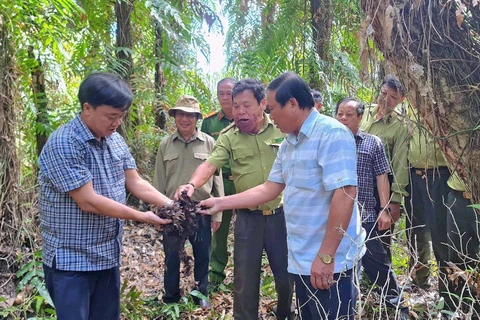 Chủ tịch Ủy ban Nhân dân tỉnh Cà Mau Huỳnh Quốc Việt (trái) cùng các đơn vị, chủ rừng kiểm tra độ ẩm của lớp thực bì dưới tán rừng U Minh Hạ. (Ảnh: Huỳnh Anh/TTXVN)