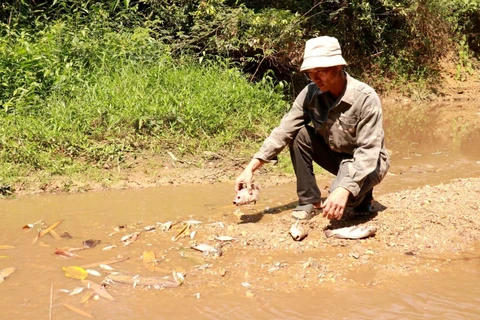 Người dân kiểm tra các loại cá chết ở khe Rào Trường, xã Vĩnh Hà, huyện Vĩnh Linh (tỉnh Quảng Trị). (Ảnh: Nguyên Lý/TTXVN)