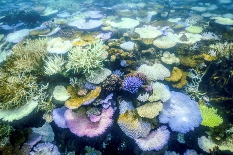 San hô bị tẩy trắng quanh Đảo Lizard trên Rạn San hô Great Barrier (Australia), ngày 5/4/2024. (Ảnh: AFP/TTXVN)