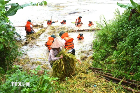 Cán bộ, chiến sỹ Bộ Chỉ huy Quân sự tỉnh Hà Giang giúp nhân dân thu hoạch hoa màu bị ngập sâu trong nước. (Ảnh: Quốc Hoàn/TTXVN phát)