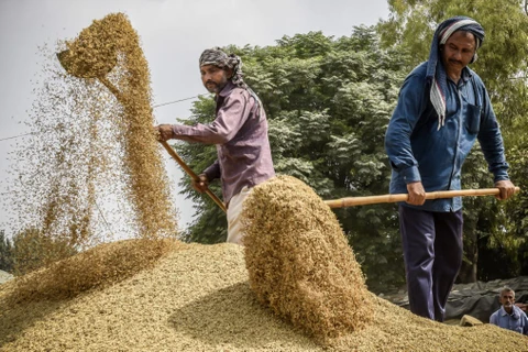 Nông dân tách vỏ trấu khỏi hạt gạo ở ngoại ô thành phố Hyderabad (Ấn Độ). (Ảnh: AFP/TTXVN)