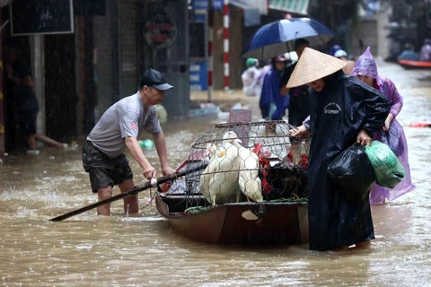 Cảnh tượng hiếm thấy: gà vịt được ưu tiên đi thuyền, còn người phải lội nước bì bõm trên phố Thanh Yên, phường Phúc Tân, quận Hoàn KIếm (ảnh chụp lúc 14h05 ngày 11/9). (Ảnh: An Đăng/TTXVN)