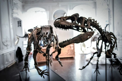 Hóa thạch xương khủng long Camptosaurus (trái) được trưng bày tại nhà đấu giá Artcurial ở Paris (Pháp), ngày 13/11/2018. (Ảnh: AFP/TTXVN)