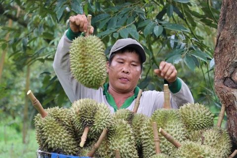 Thu hoạch sầu riêng tại nhà vườn ở huyện Bù Đăng (tỉnh Bình Phước). (Ảnh: Nhật Bình/TTXVN)