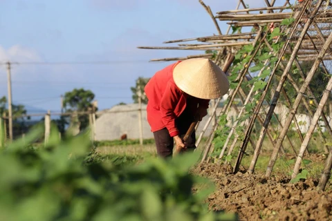 Ảnh minh họa. (Ảnh: Hoàng Ngà/TTXVN)