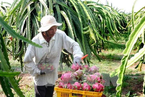 Ảnh minh họa. (Nguồn: TTXVN)