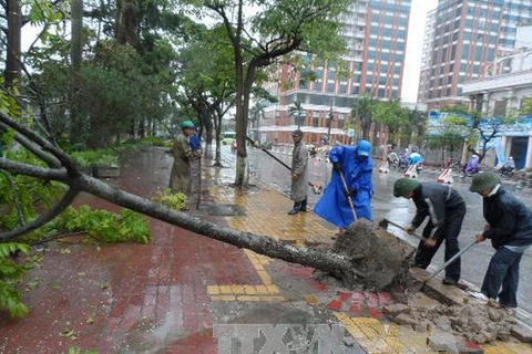 Công nhân Công ty Môi trường và Đô thị Thái Bình dọn dẹp cây xanh bị gãy đổ do bão. (Ảnh: Thu Hoài/TTXVN)