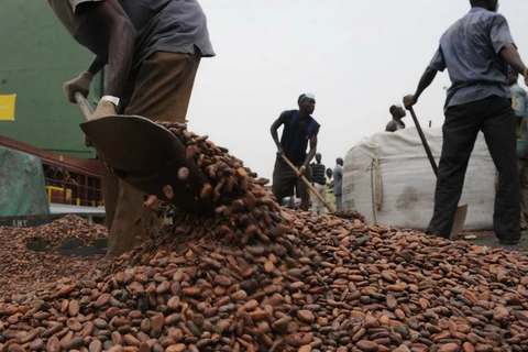 Công nhân chuyển cacao tại cảng Abidjan, nơi 80% hàng hóa xuất khẩu của Cote d'Ivoire. (Nguồn: AFP/TTXVN)