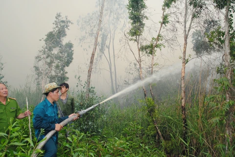 Gần 34.000ha rừng tràm ở Cà Mau có nguy cơ cháy cao 