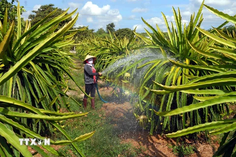 Sản xuất nông nghiệp ở Đồng Nai thu hút nhiều nhà đầu tư
