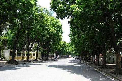Hà Nội thí điểm xã hội hóa thay thế cây xanh trên các tuyến phố