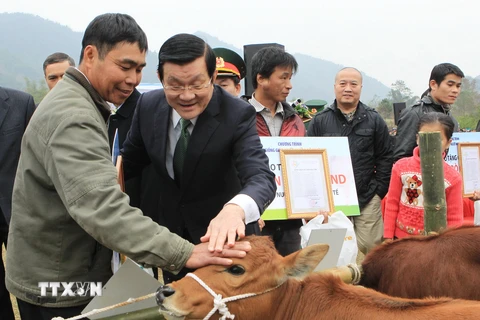 Chủ tịch nước trao tặng bò giống giúp đồng bào nghèo biên giới