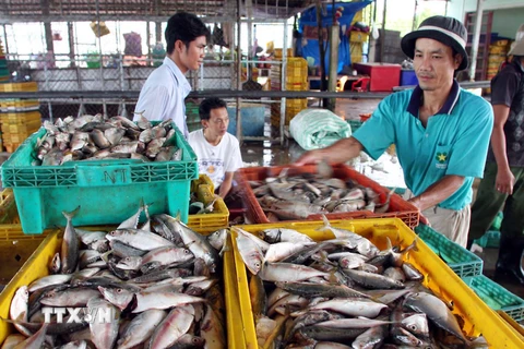 Kiên Giang đầu tư hạ tầng nhằm phát triển bền vững nghề cá