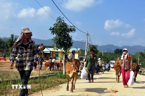 “Ngân hàng bò” chung sức giúp đồng bào thoát nghèo bền vững