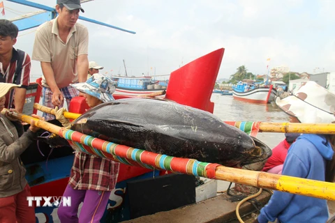 Cứu 2 tàu câu cá ngừ đại dương bị mắc cạn ở cửa biển Đà Diễn