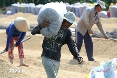 Thu mua tạm trữ lúa gạo ở ĐBSCL: Được-Mất từ một chính sách