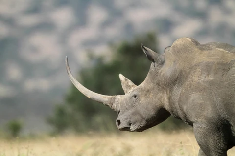 Một con tê giác phương Bắc. (Ngồn: tê giác trắng phương Bắc/natureworldnews)