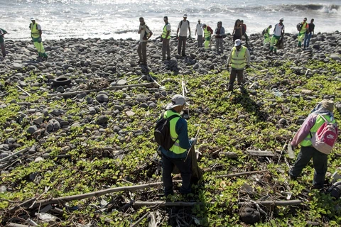 Tìm kiếm các mảnh vỡ và vật dụng liên quan MH370 ở đảo Réunion thuộc Pháp. (Nguồn: EPA) 