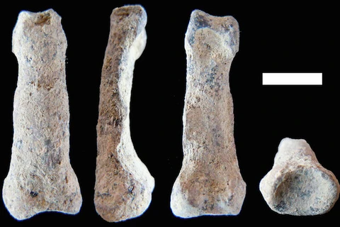 Những hình ảnh chụp xương tay người nguyên thủy cổ nhất được tìm thấy ở Olduvai Gorge, Tanzania. (Nguồn: M. Domínguez-Rodrigo/cbsnews.com)