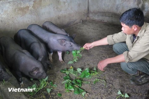 Chăn nuôi lợn đen Mường Khương. (Ảnh: Hương Thu/Vietnam+)