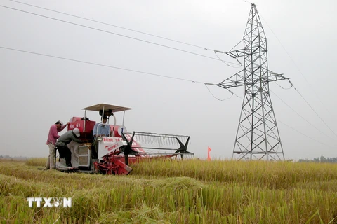 Thu hoạch lúa bằng máy gặt đập liên hợp trên cánh đồng ở huyện Thanh Bình, Đồng Tháp. Ảnh minh họa. (Ảnh: Văn Trí/TTXVN)