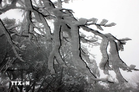 Những cành cây trên đỉnh Phja Oắc bị băng tuyết bám đầy. (Ảnh: Quốc Đạt/TTXVN)