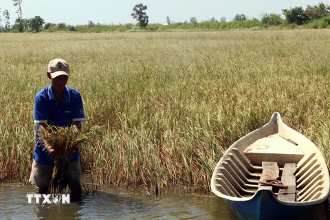 Nông dân huyện An Biên, Kiên Giang bên trà lúa Mùa bị lép hạt, thiệt hại trên 90% do nhiễm mặn. (Ảnh: Lê Huy Hải/TTXVN)