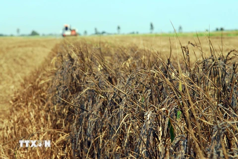 Toàn bộ cánh đồng lúa ở Ấp Kiên Thanh, xã Kiên Bình, huyện Kiên Lương (tỉnh Kiên Giang) bị nhiễm mặn xám đen, lép hạt ngay trước ngày thu hoạch. (Ảnh: Mạnh Linh/TTXVN)